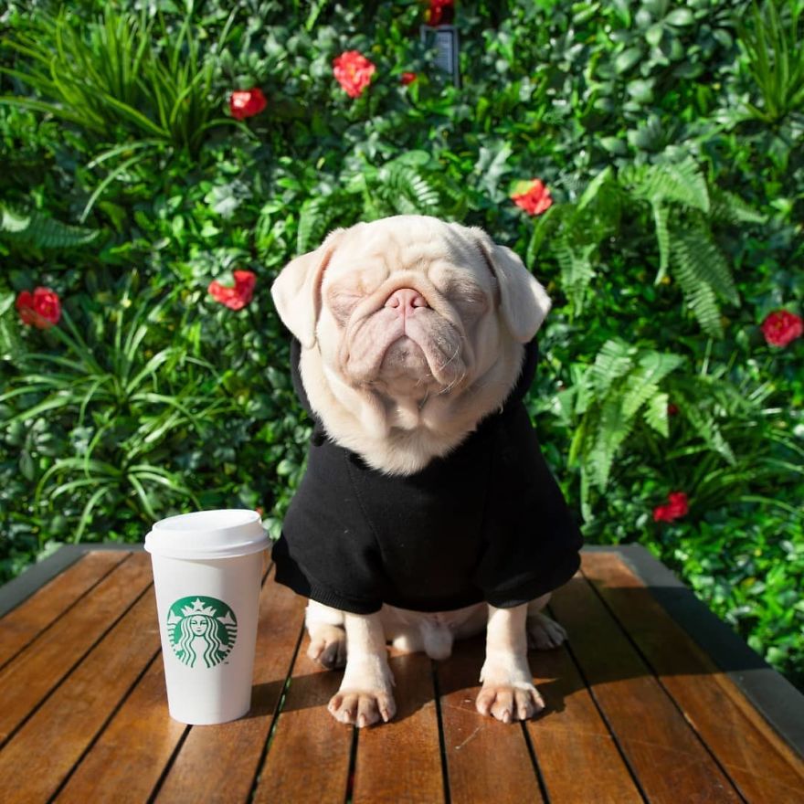 Meet Milkshake, The Albino Pug That Is Going Viral