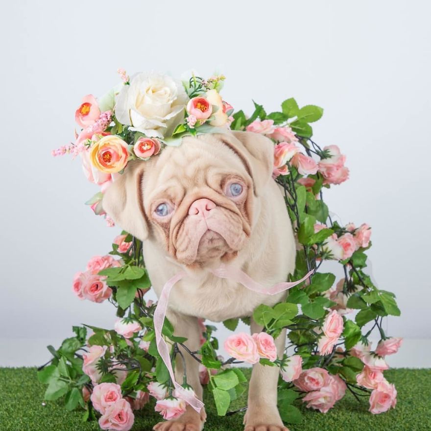 Meet Milkshake, The Albino Pug That Is Going Viral