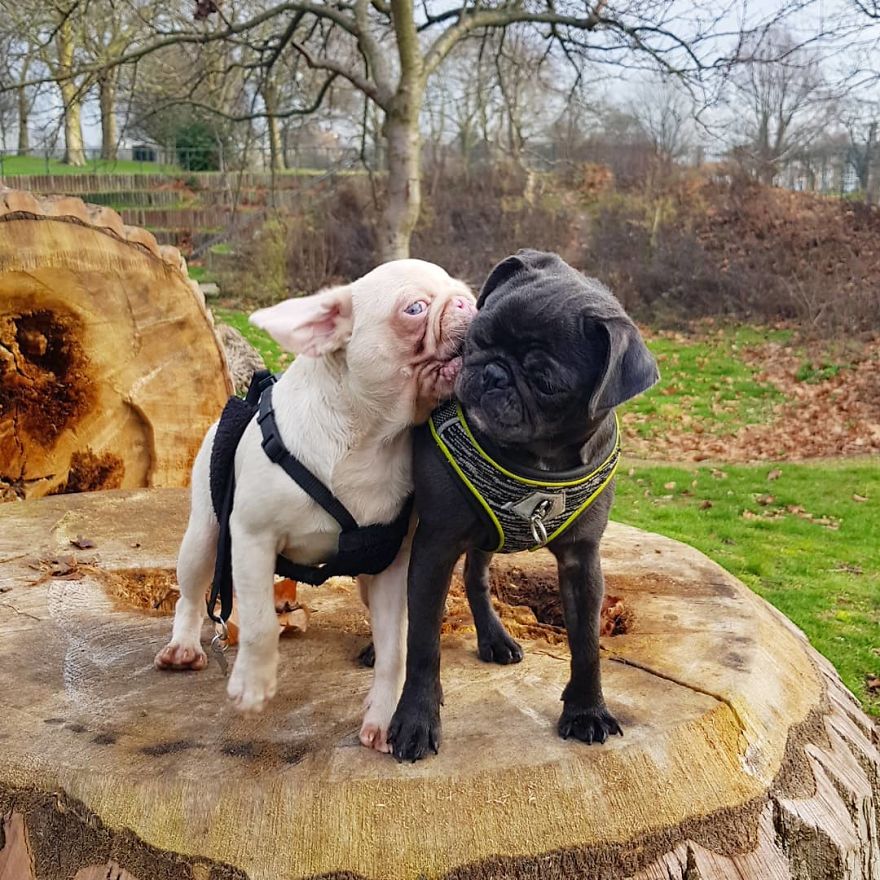 Meet Milkshake, The Albino Pug That Is Going Viral