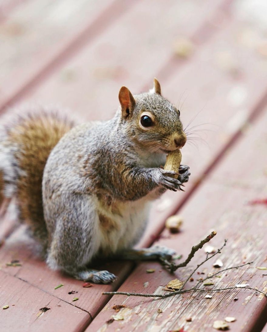 I Did A Photoshoot With A Squirrel Enjoying His Picnic