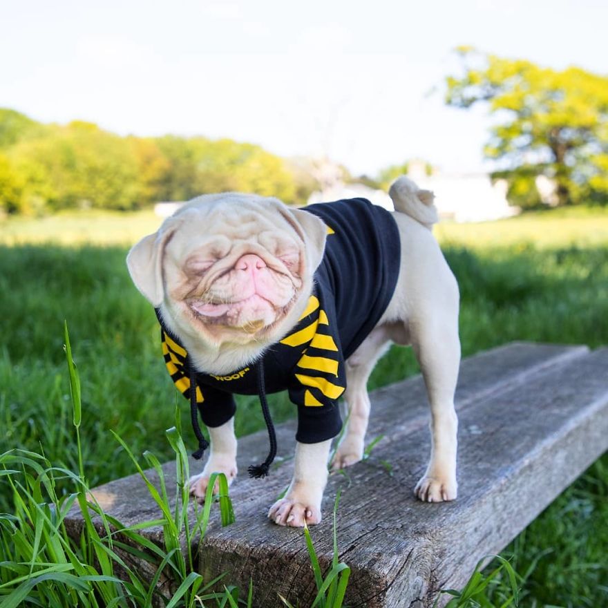 Meet Milkshake, The Albino Pug That Is Going Viral