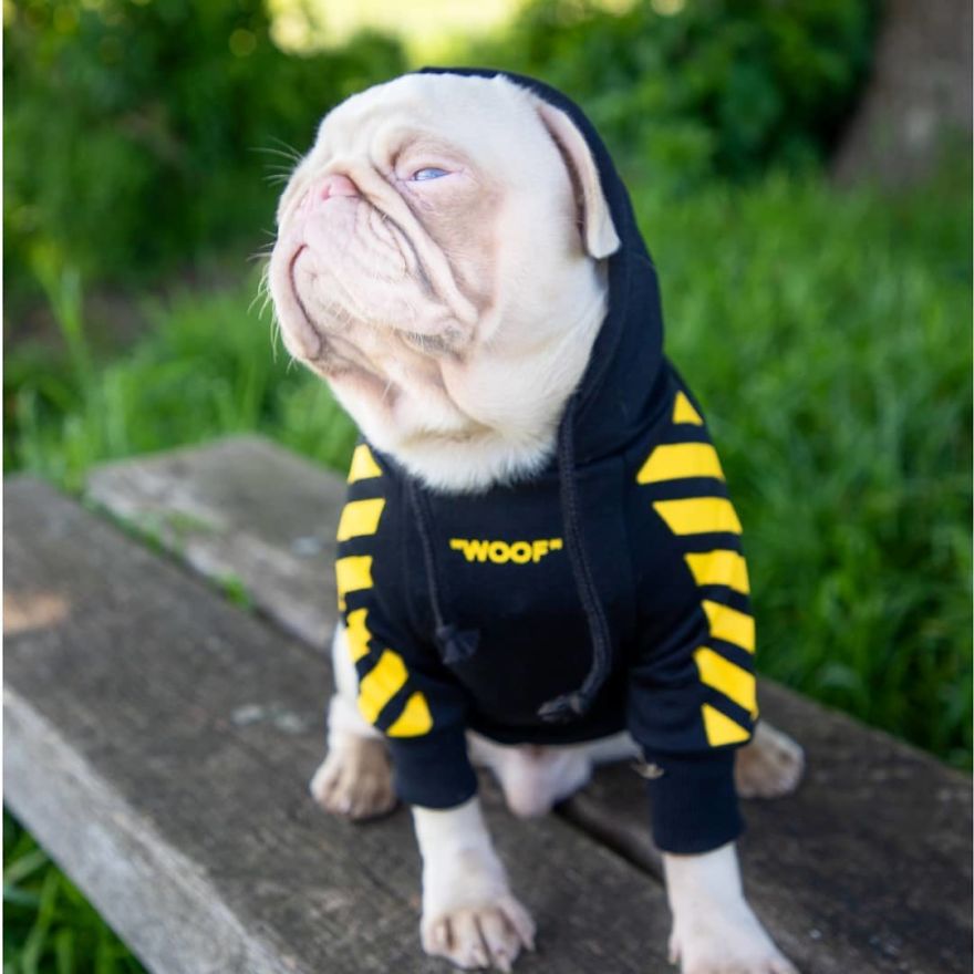 Meet Milkshake, The Albino Pug That Is Going Viral