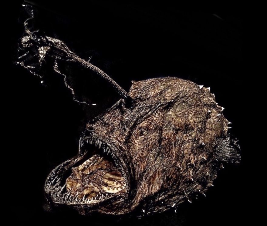 I Taxidermy Deep Sea Fish For Museums I Taxidermy Deep Sea Fish For Museums