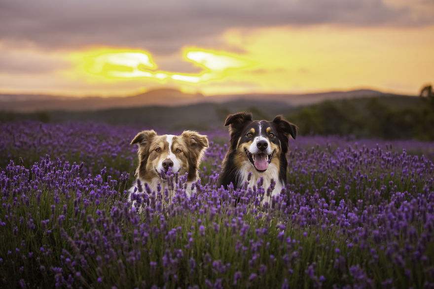 Animal-Dog-Photography-Bridestowe-Lavender-Estate-Tasmania-Deb-Sulzberger