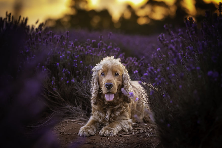 Animal-Dog-Photography-Bridestowe-Lavender-Estate-Tasmania-Deb-Sulzberger