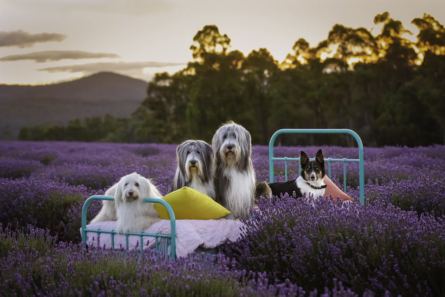 Animal-Dog-Photography-Bridestowe-Lavender-Estate-Tasmania-Deb-Sulzberger