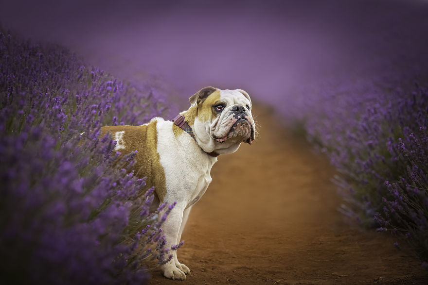 Animal-Dog-Photography-Bridestowe-Lavender-Estate-Tasmania-Deb-Sulzberger