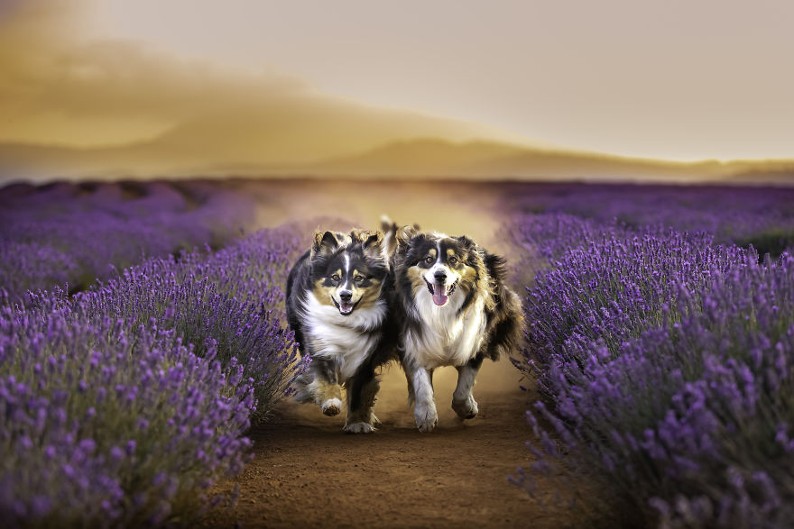 Animal-Dog-Photography-Bridestowe-Lavender-Estate-Tasmania-Deb-Sulzberger