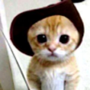 alexanderizzo avatar