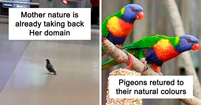 30 Funny Posts Of “Wildlife Returning’ To Nature As Humans Are Forced To Quarantine