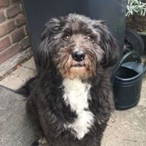 ellenvanbommel avatar