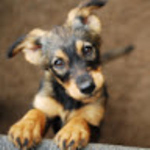 danelygrancianoflores avatar