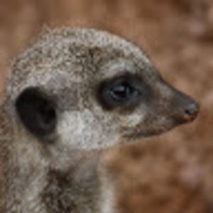 noammendelssohn avatar