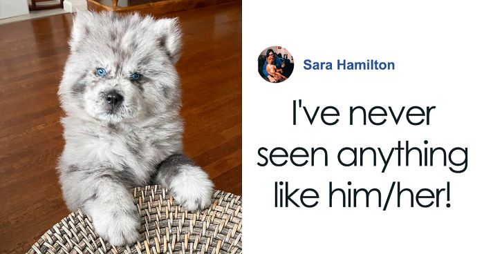 Meet This Tiny Oreo Cloud Who Will Eventually Become A Giant 85-Pound Floof (12 Pics)