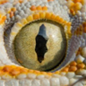 alexahaussler avatar