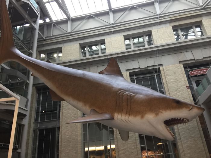 New Life Size Megalodon Model At The Smithsonian Museum Of Natural History In Washington, DC