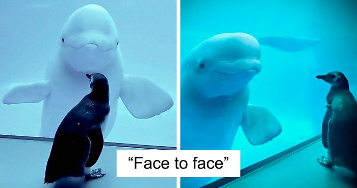 Penguins Meet Beluga Whales In A Closed Aquarium And It’s Adorable How Curious They Are