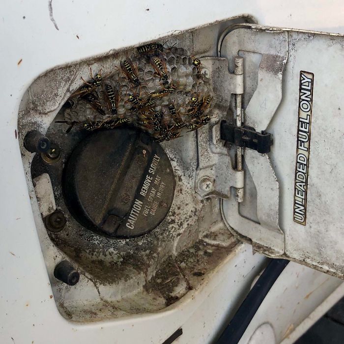 Borrowed My Neighbor’s Truck He Never Drives To Haul Some Stuff. Wanted To Be Nice And Bring It Back Filled Up Since It Was Almost Empty When I Got It