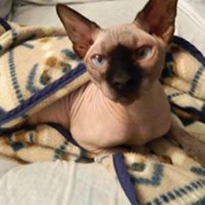 therese_gloutnez avatar