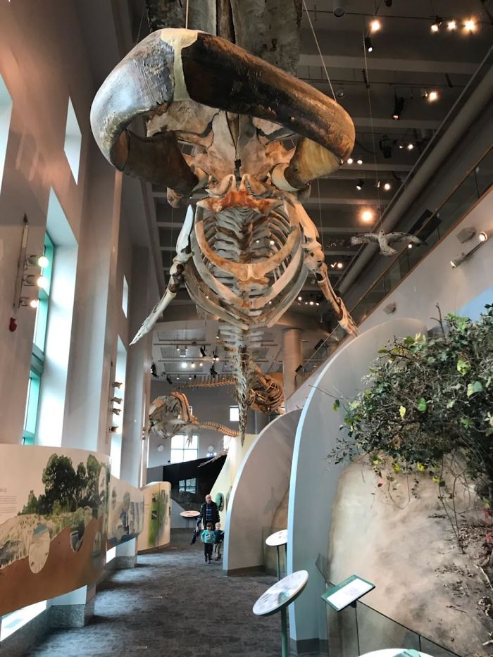 Humongous Whale Skeleton In An NC Museum
