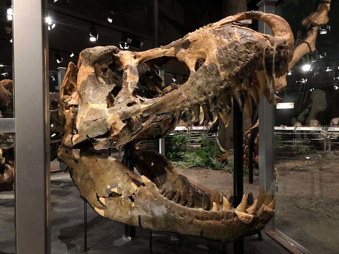 Largest T-Rex Skull Ever Found, Museum Of The Rockies, Bozeman, Montana