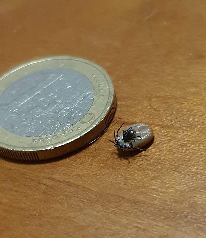 Little Tick Parasites Big Tick