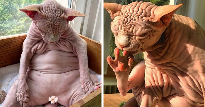 This Extra-Wrinkly Evil-Looking Cat Is Actually Very Lovely (30 Pics)This Extra-Wrinkly Evil-Looking Cat Is Actually Very Lovely (30 Pics)