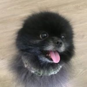 otis_nikisher avatar