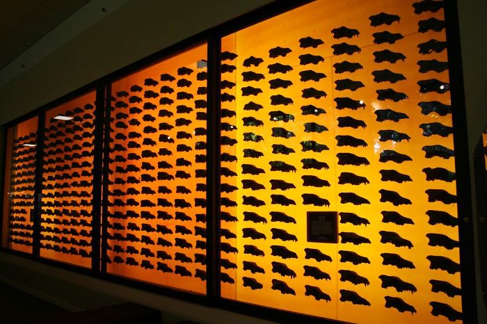 Display At The Page Museum Of 404 Dire Wolf Skulls Found In The La Brea Tar Pits