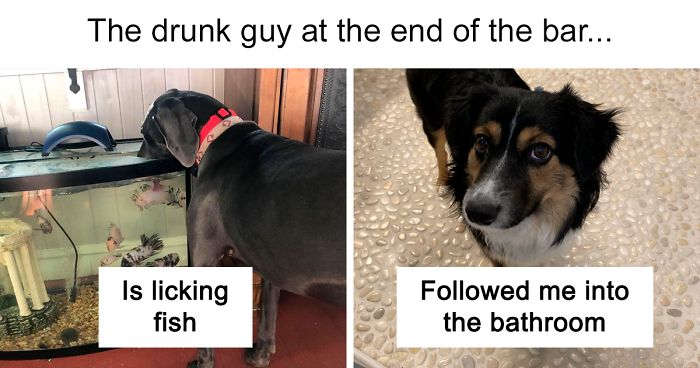 Someone Says To Refer To Your Pet As ‘The Drunk Guy At The Back Of The Bar’ And People Deliver (30 Posts)