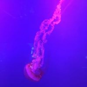 jennifer_plowman avatar