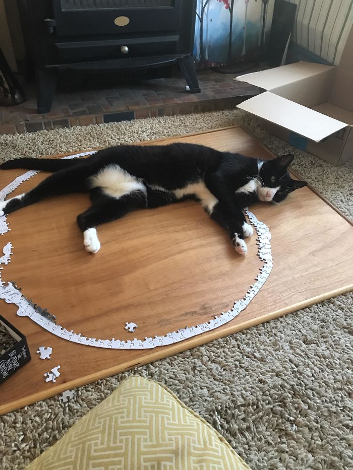 Professional Puzzle Assembler Supervisor