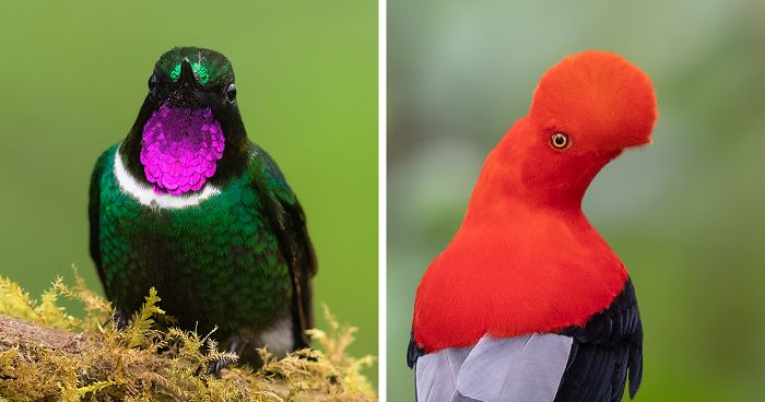 Let Me Show You In These 31 Pictures How Ecuador, Though Very Small, Hosts A Vast And Unique Array Of Exotic Wildlife