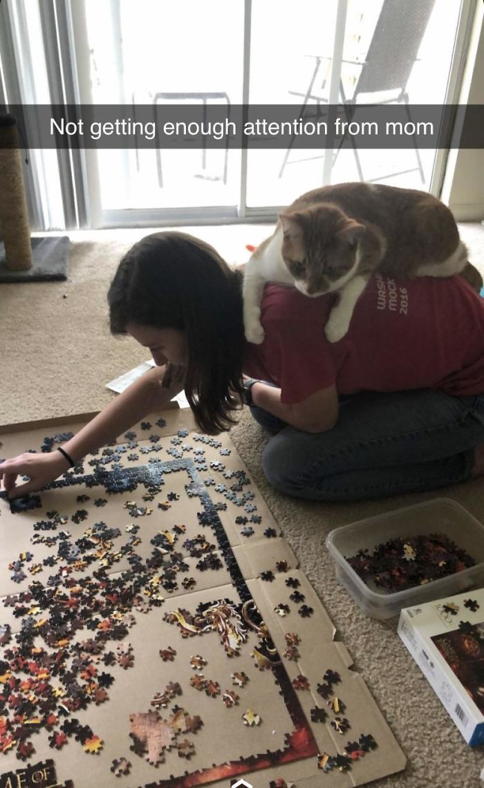 Just Trying To Do A Puzzle But Someone Demands Attention