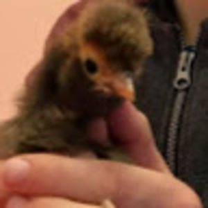 tobiasstewart avatar