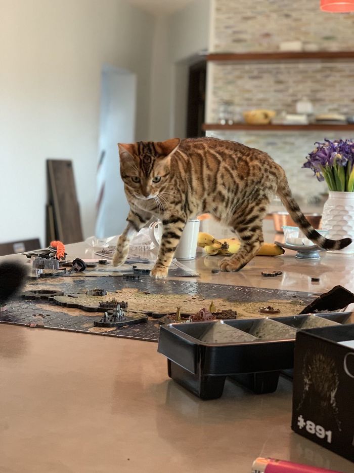 Sansa Ended Up Destroying The Puzzles And Stole The Iron Throne