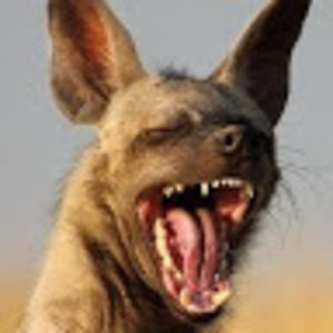 sarcastichyena avatar