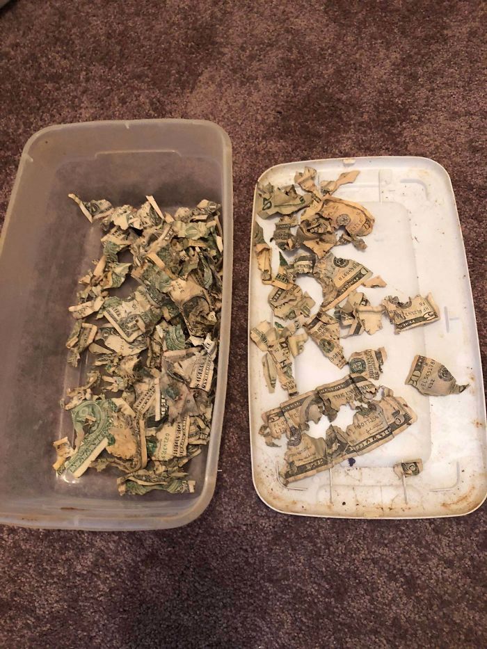 My Dog Found My Rainy Day Stash And Ate It