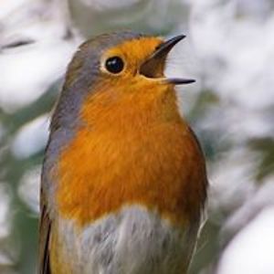 duncansteward avatar