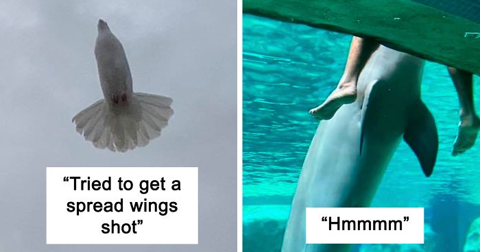 This Facebook Group Is Dedicated To Crappy Wildlife Photos That Are So Bad They’re Good