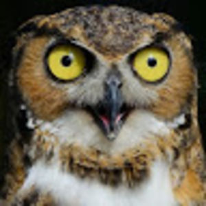 wakeupgrandowl avatar