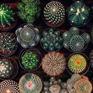 cecile_voltolin_1 avatar