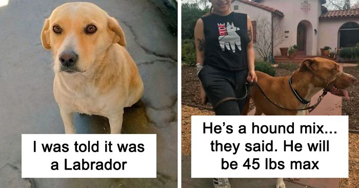 30 Times Dogs Turned Out To Be A Different Breed Than The Owners Anticipated