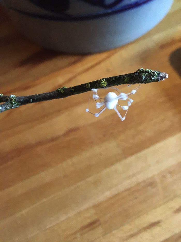 GF Found That Fungus Infected (Dead) Spider In Our Shed