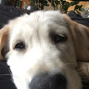 emilymccauley avatar