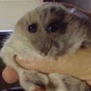 maxwellpaladino avatar