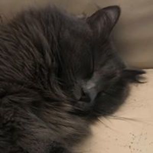 andreablair12 avatar