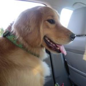 jhsh_henrikson avatar