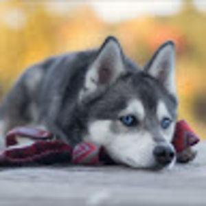 PEI HUIYAN (STUDENT)