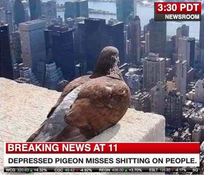 Depressed Pigeon